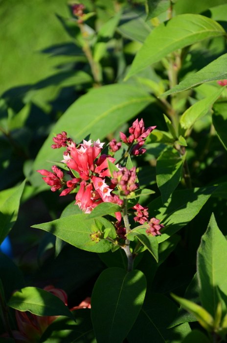 Cestrum elegans 'Smithii'